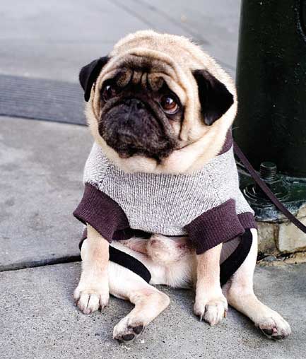 Diabetes mellitus em cães: cuidados nutricionais na prevenção e no tratamento. Veja aqui: